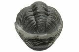Wide, Curled Morocops Trilobite - Morocco #224065-2